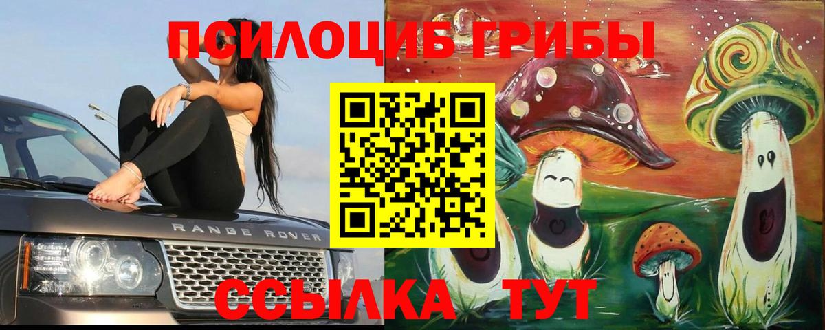 дарнет шоп  Псилоцибиновые грибы прущие грибы  Тавда  Галлюциногенные грибы Psilocybine cubensis 